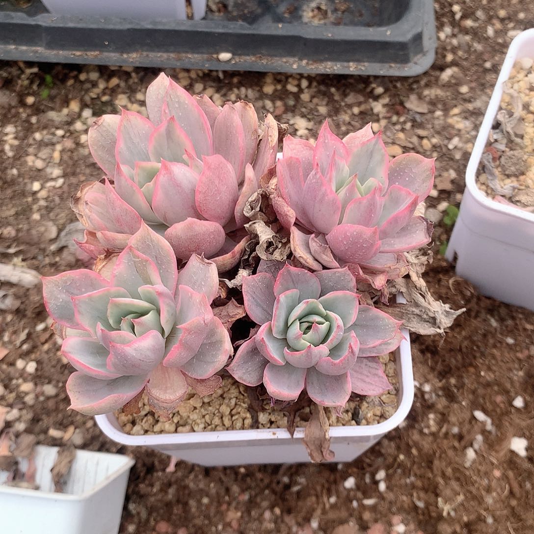 赫拉拉丝锦多肉植物