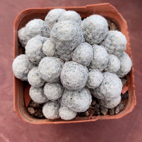 姬春星群7仙人球