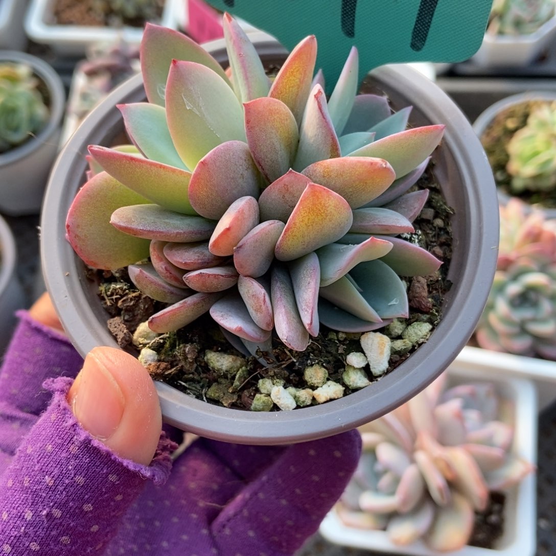 1847布鲁蓝多肉植物