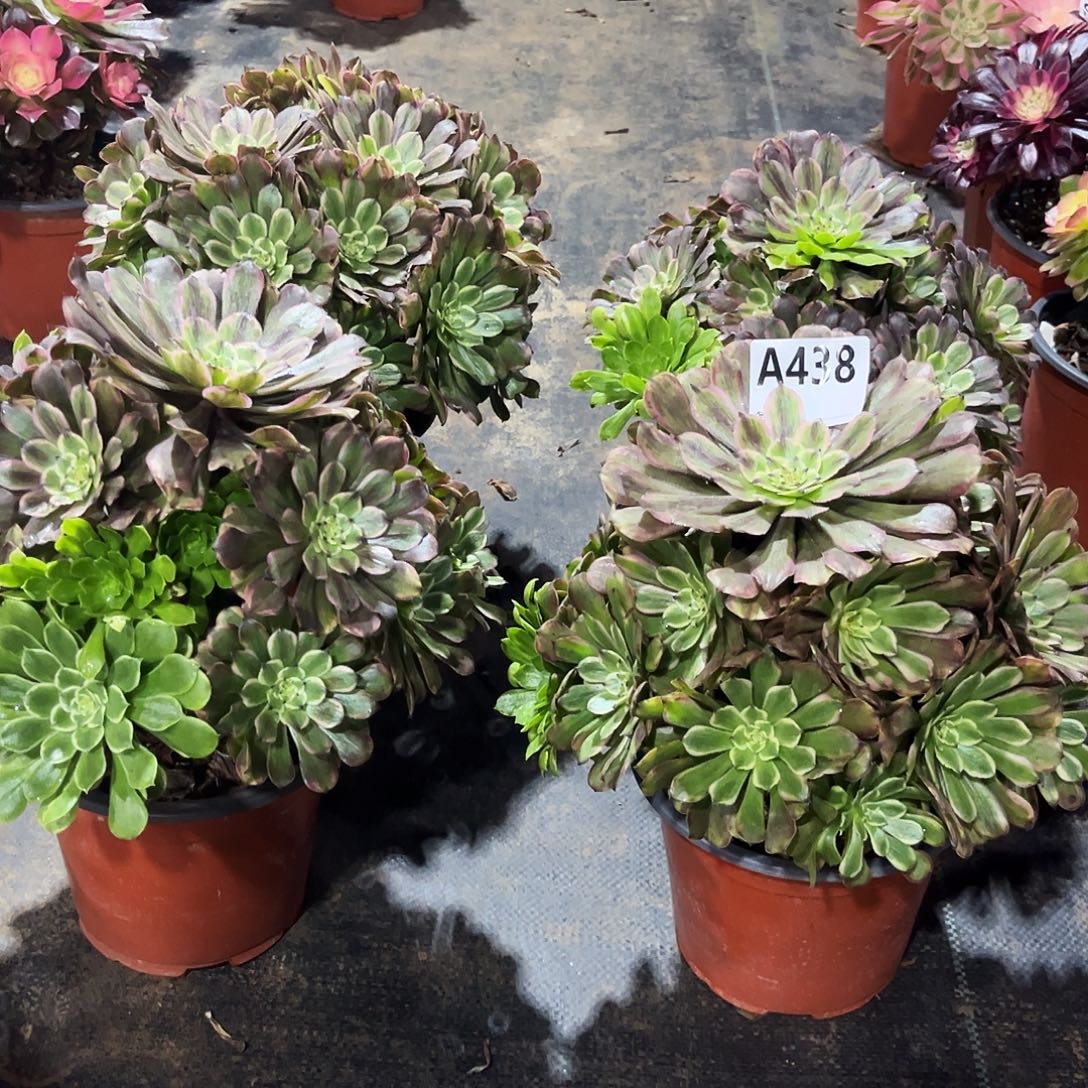 李***.多肉植物花脸粉黛438-4颗