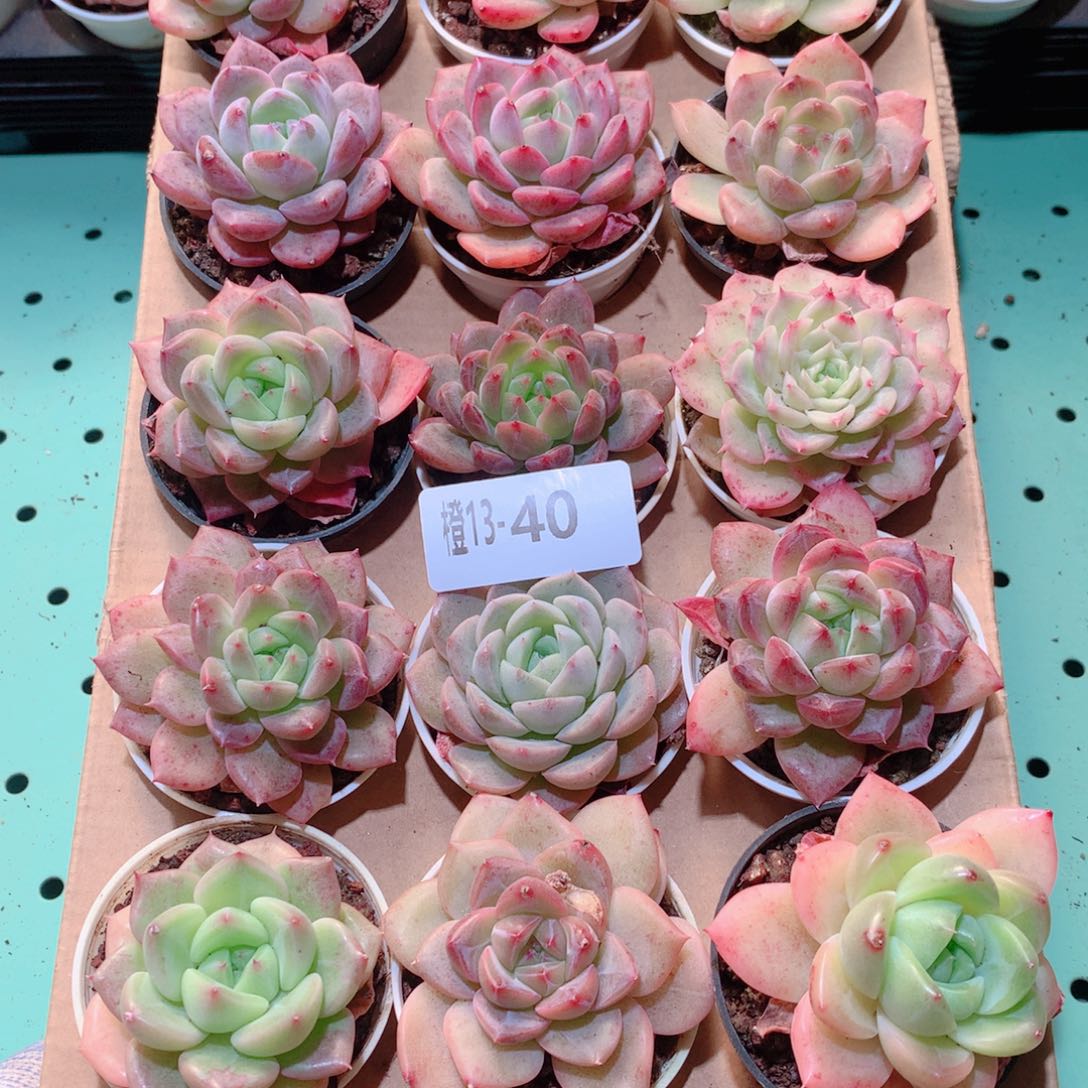 13-40一物一拍多肉带盆18颗