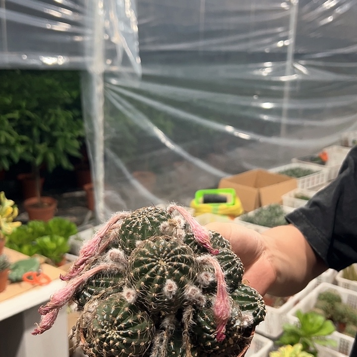 多头昭和仙人球群花款脱土发货