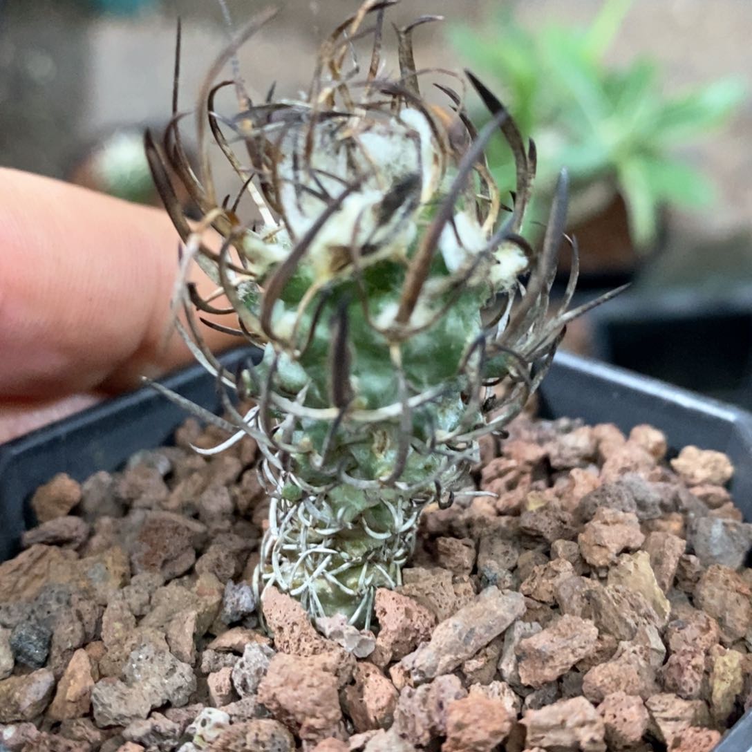 孤品实生狂刺老黄龙丸娇丽福利