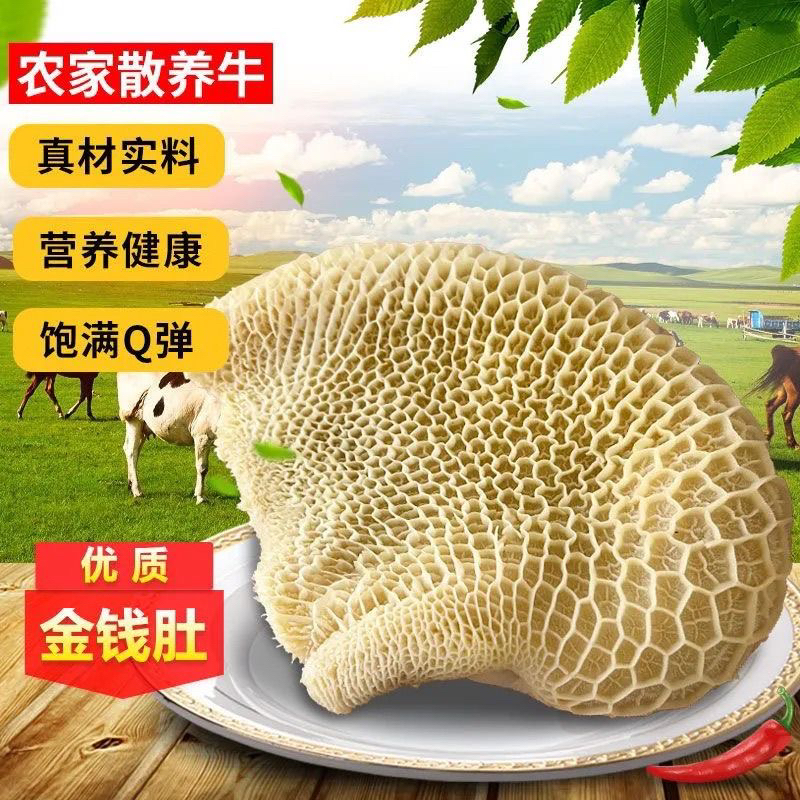 新鲜 金钱肚 蜂窝肚新鲜速冻发货商用半成品整个干净