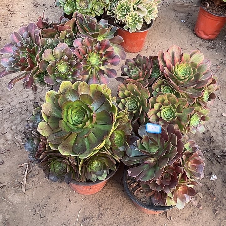 929多肉植物瑕疵特价，