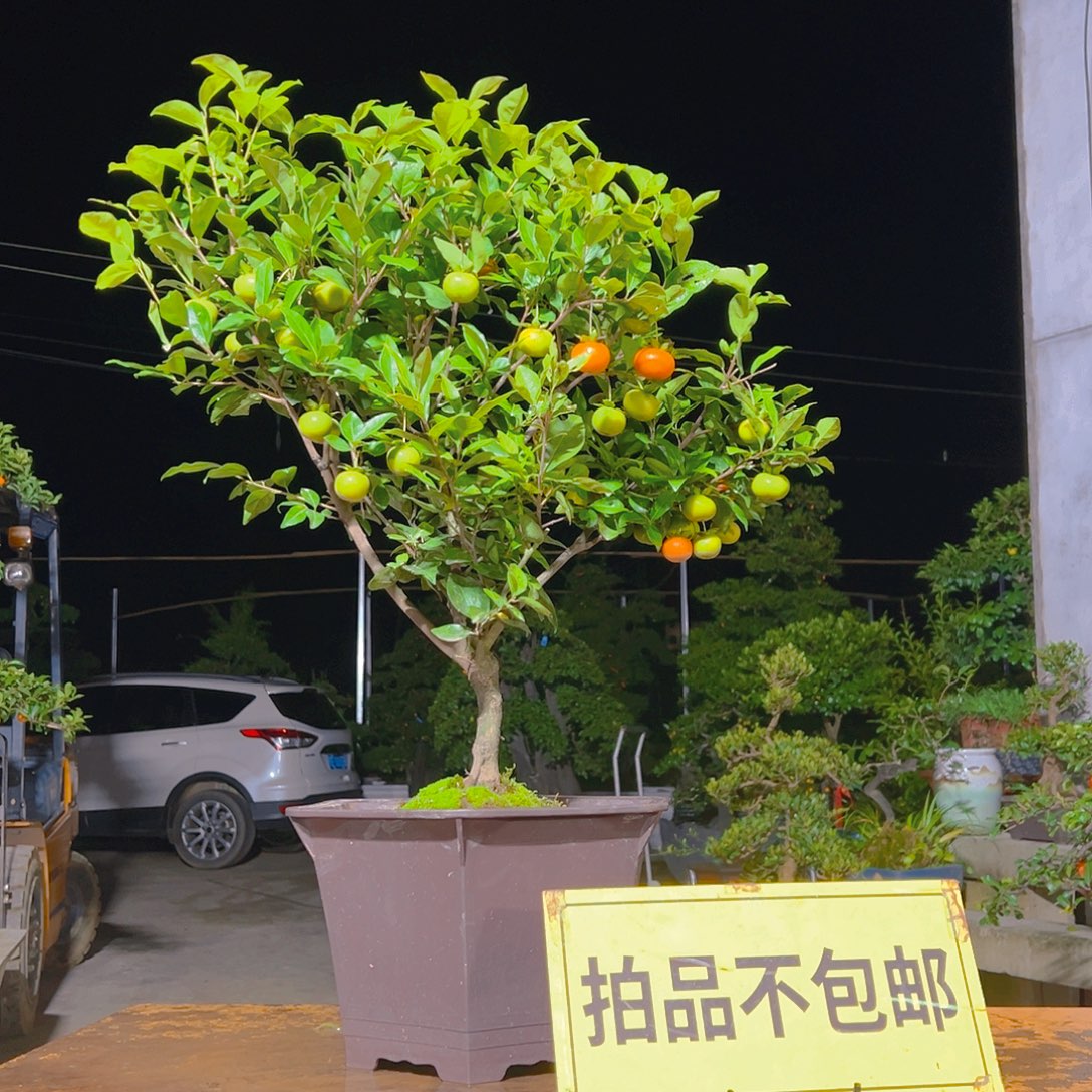 无花朵嫁接金弹子