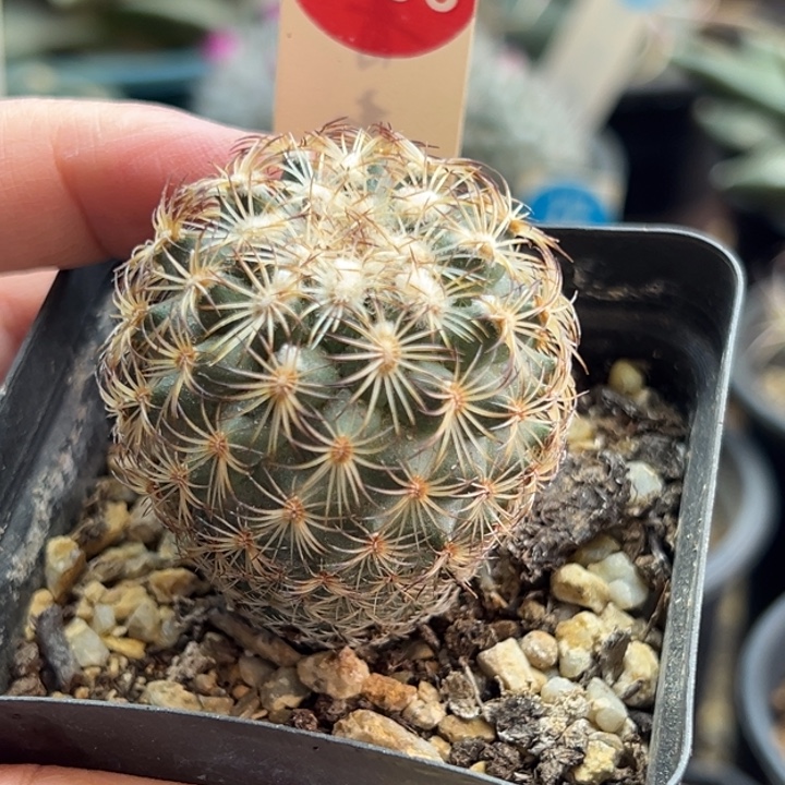 实生伊莎贝拉娇丽4cm