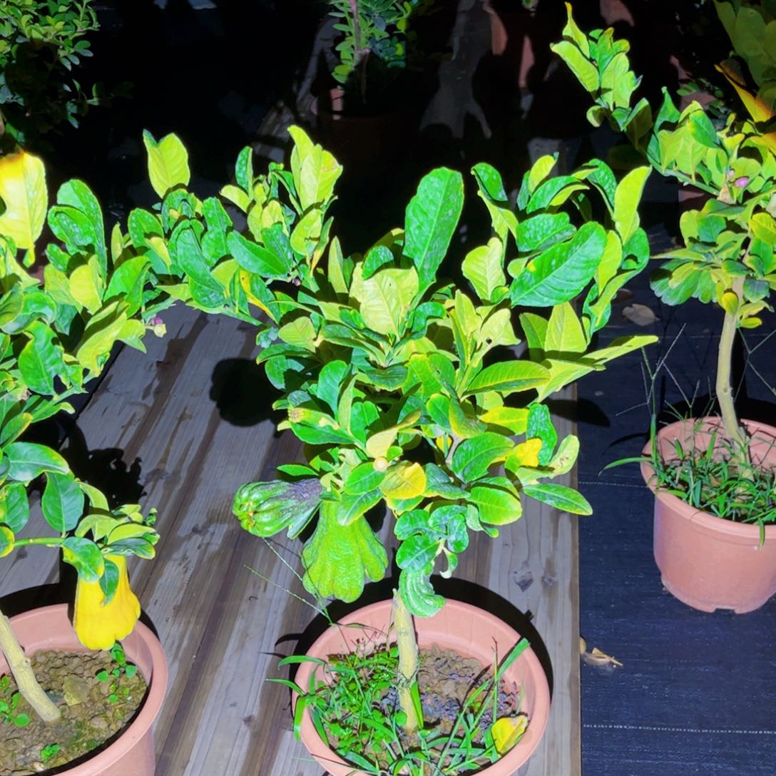 果苗。果苗。果苗6666