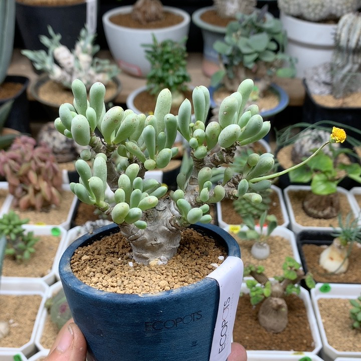 老桩卡拉菲厚敦菊脱土