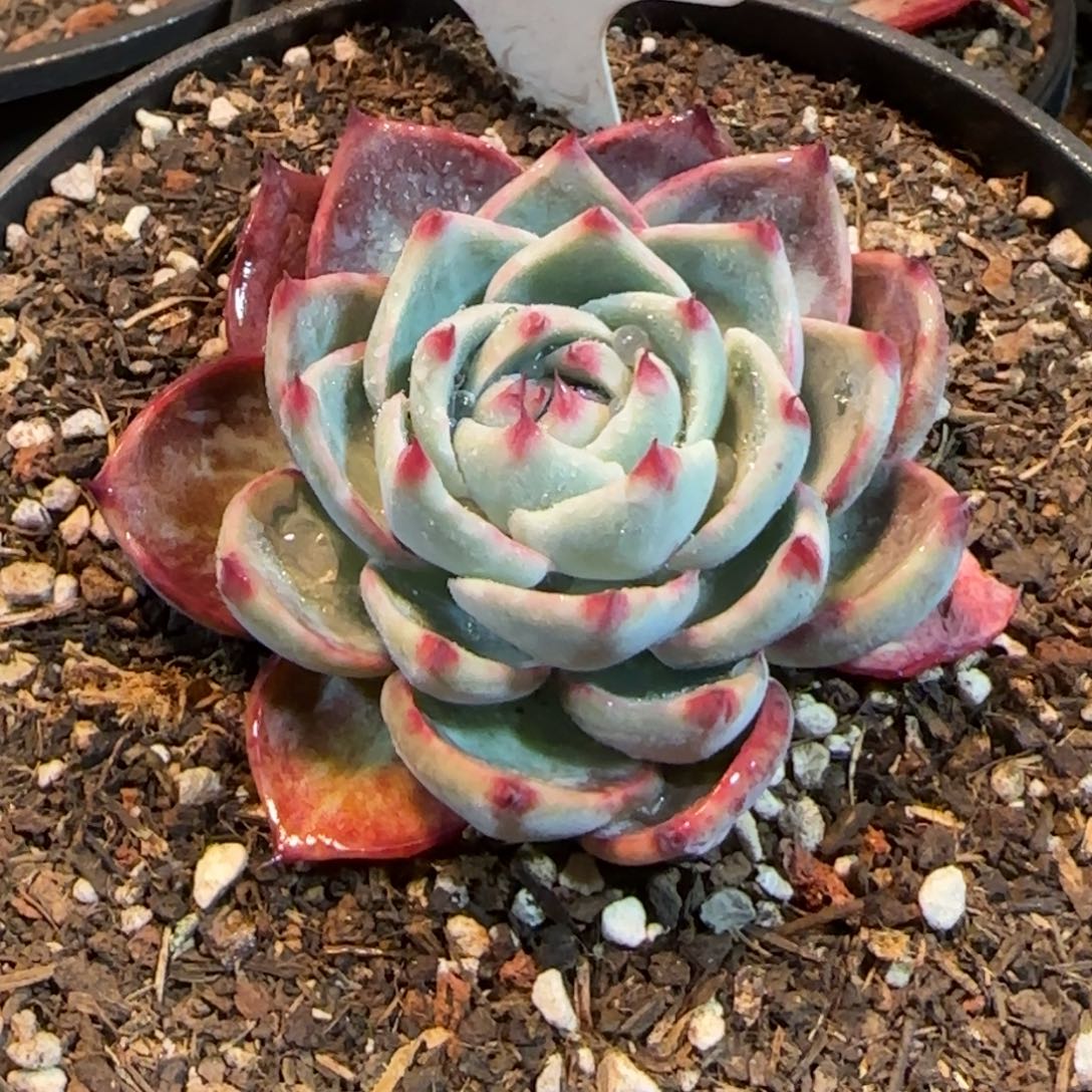 惊鸿一物一拍包装收缩花旱174