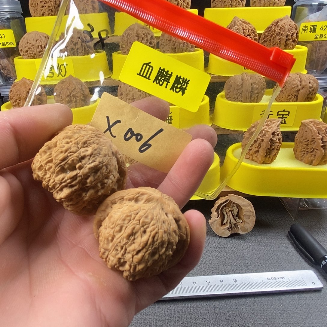 核桃血麒麟38尺修尖