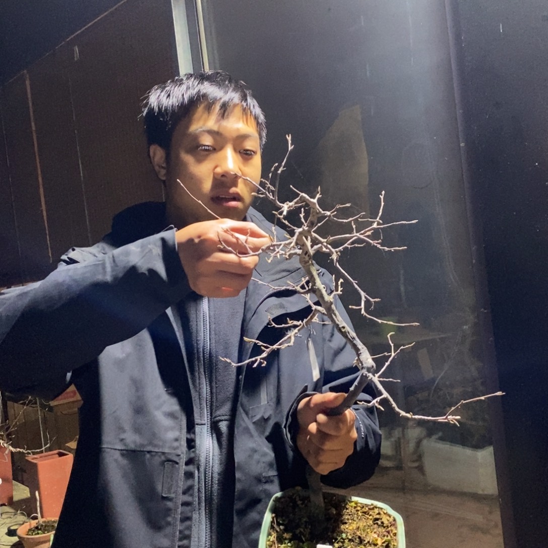 黑田家树形桩老鸦柿