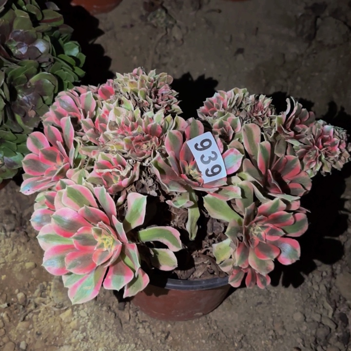 939妖月多肉植物不售后