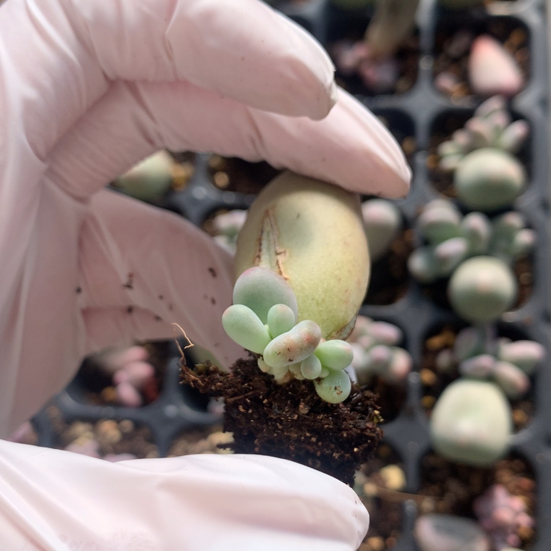 米可奶酪多米可奶酪多肉