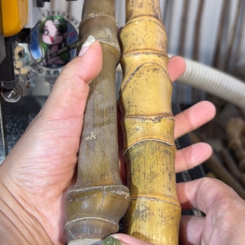 通***容实心竹竹竹竹竹竹竹竹竹竹