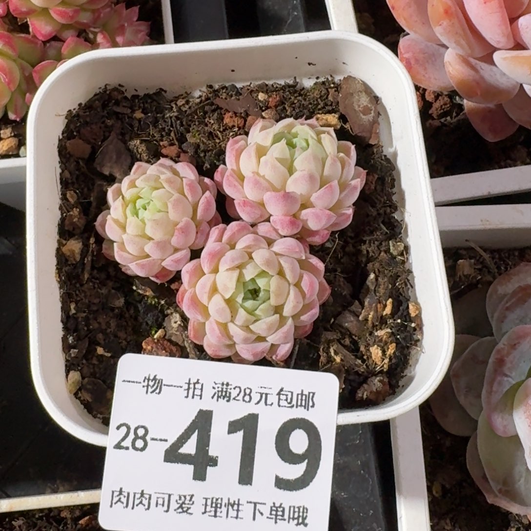 羊脂球无盆土发货无