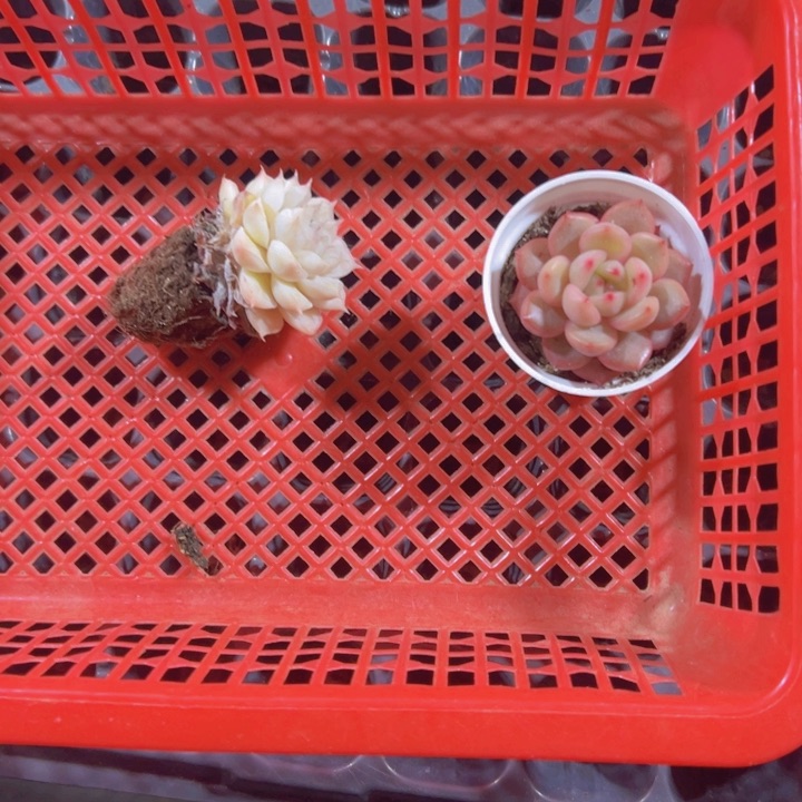 滚专拍多肉植物大战