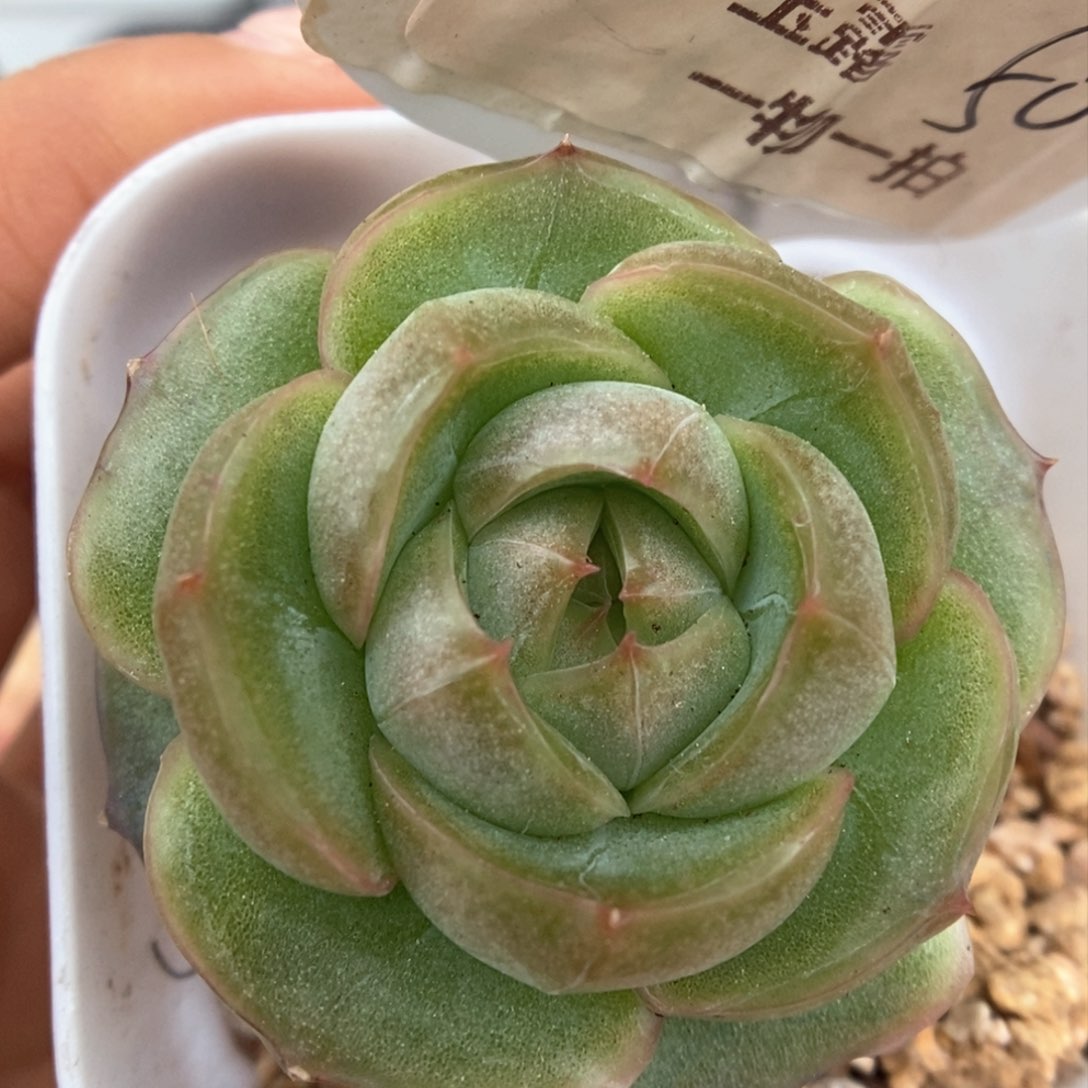 新品玉露可拍。