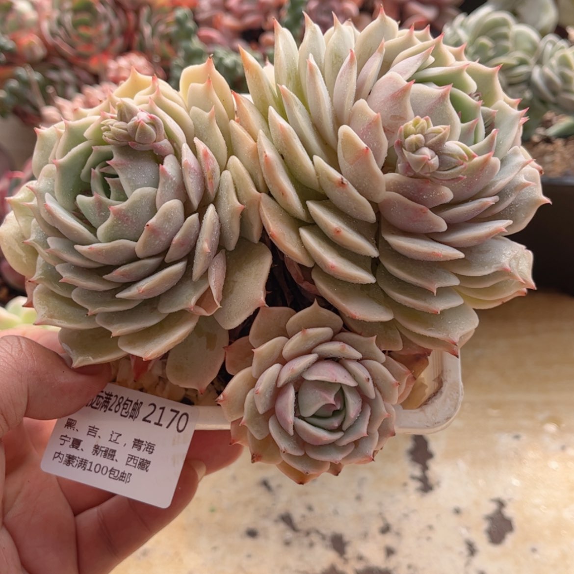 【闪购商品】2170露娜连