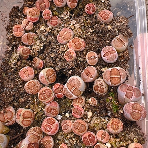 21042天团团圆圆