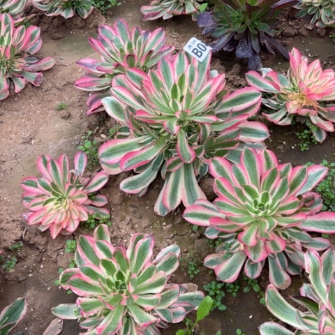 08女巫不包断枝多肉