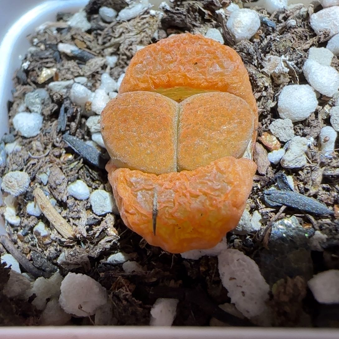 肉锥多肉植物百科-超级蛋糕938