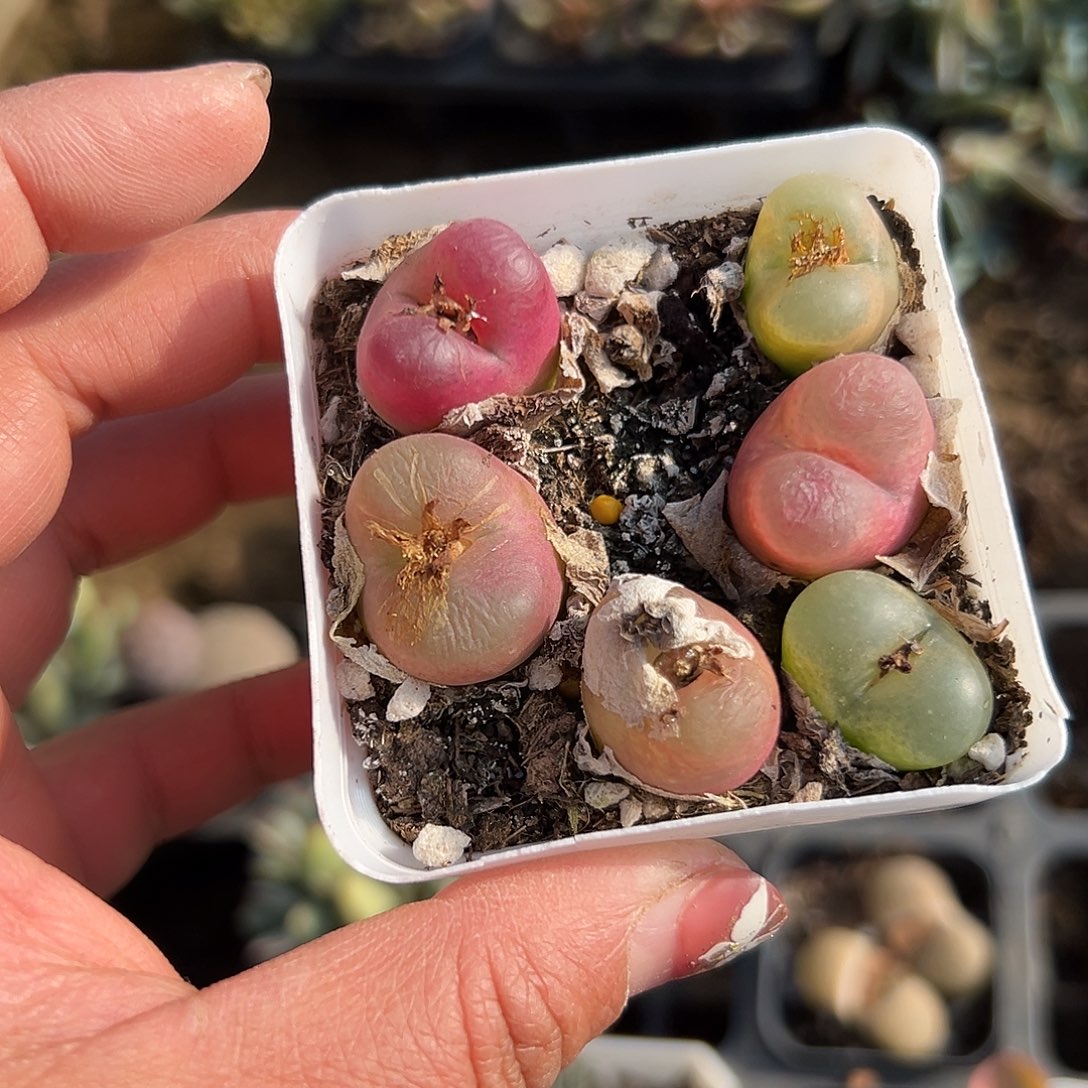 多肉植物毛汉尼带盆