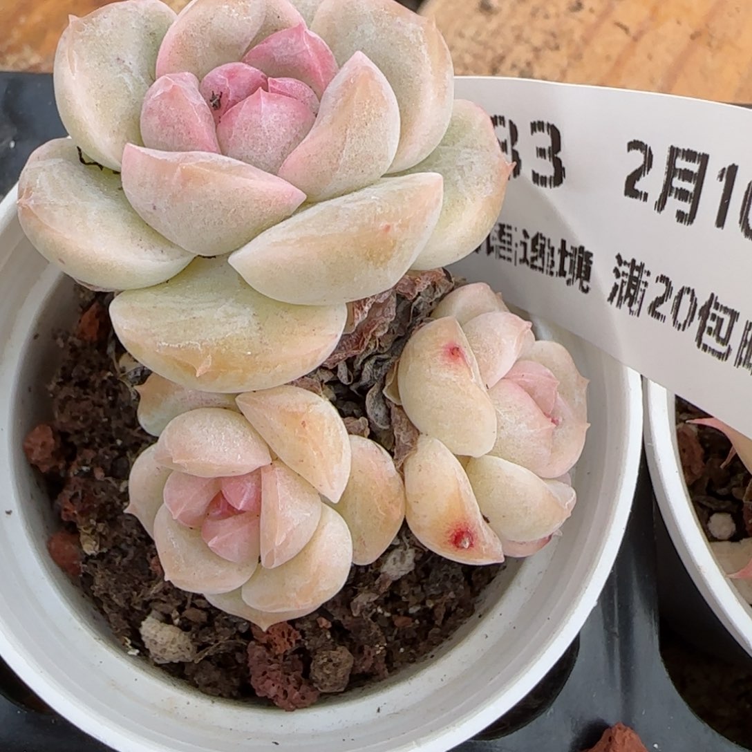 花语逸境0210-583