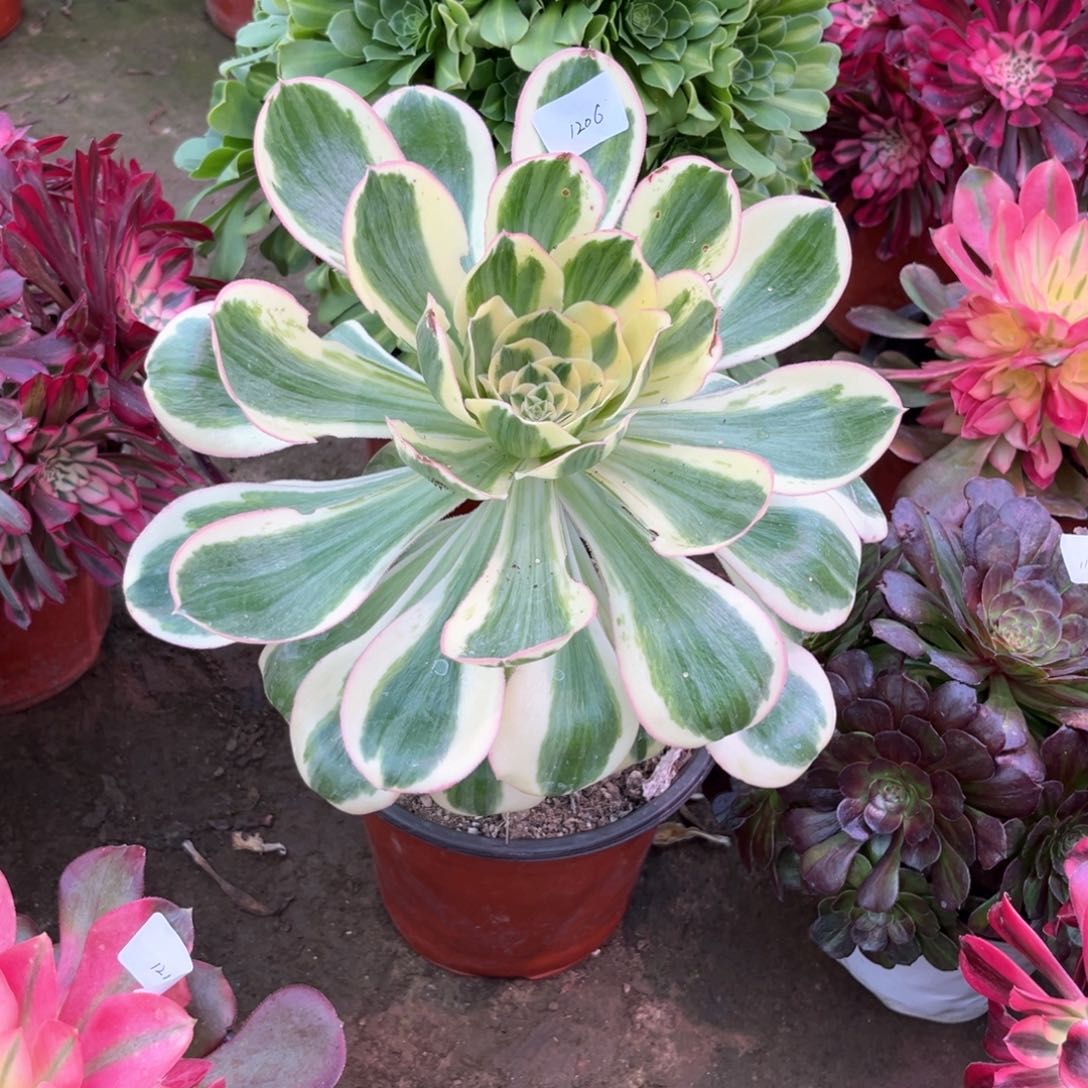 多肉植物燕姿1206
