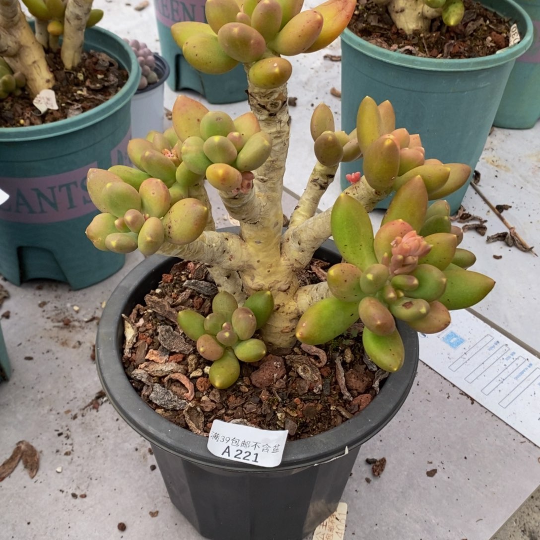 芒果奶老桩16cm221多肉植物