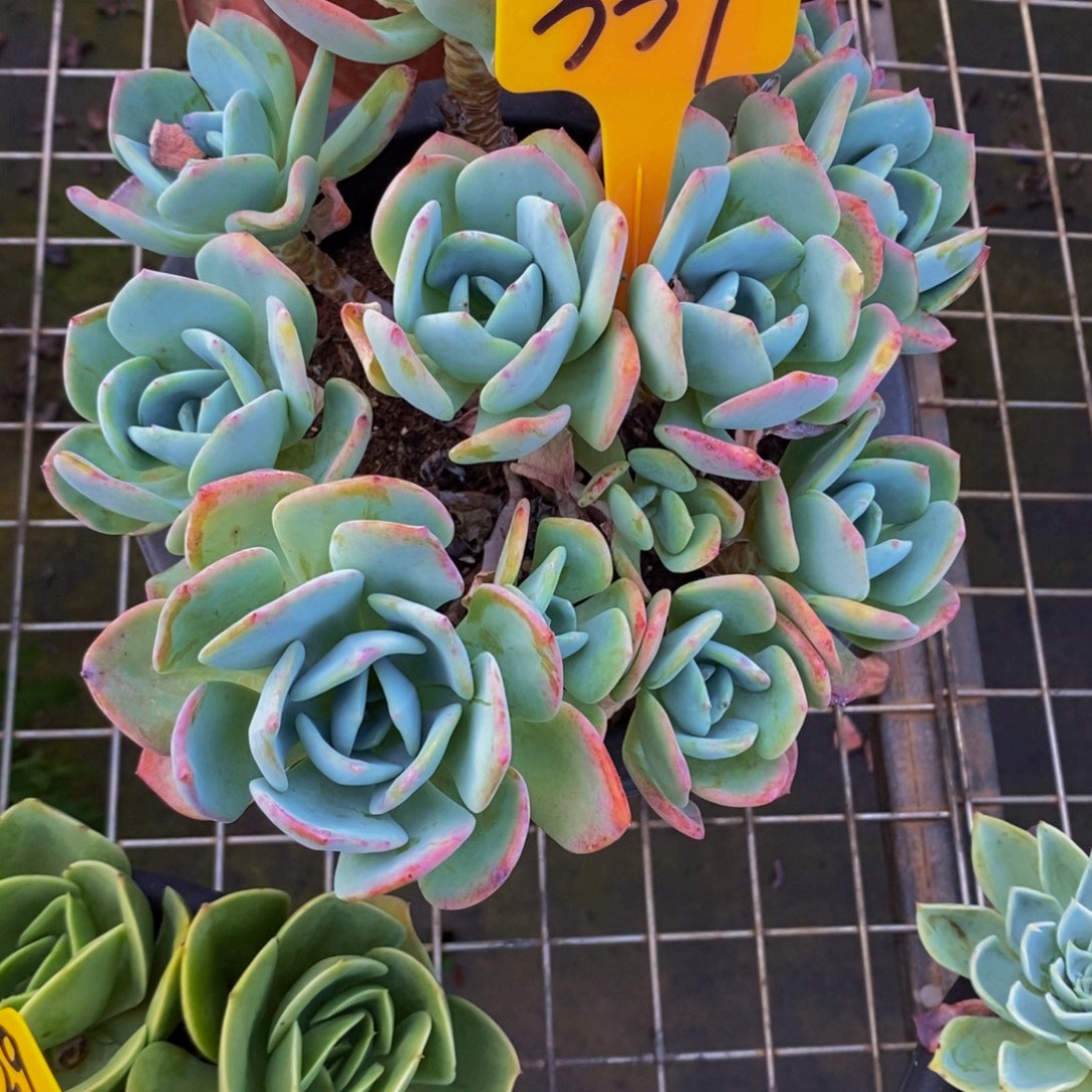 ❥****白月光337。            