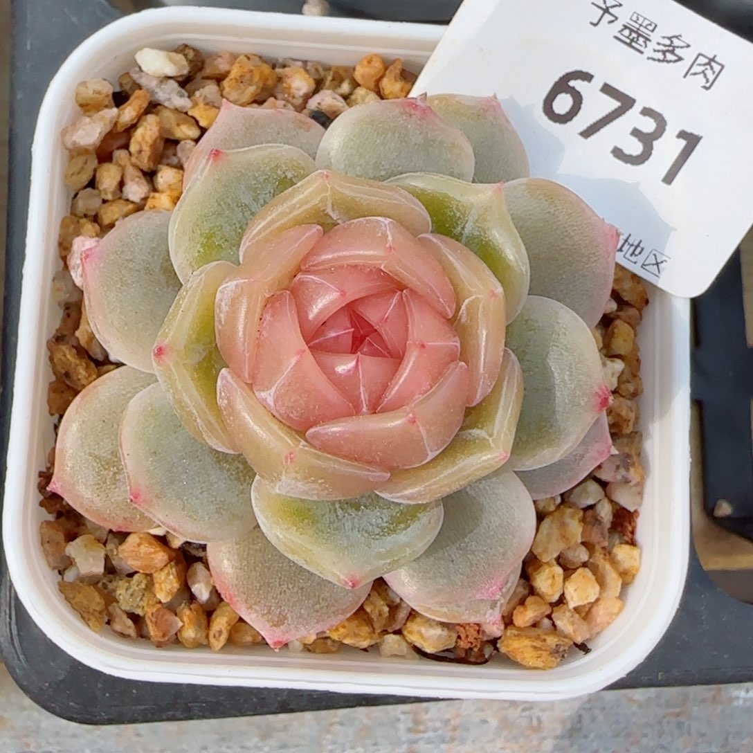 粉色恋人，6731多肉植物