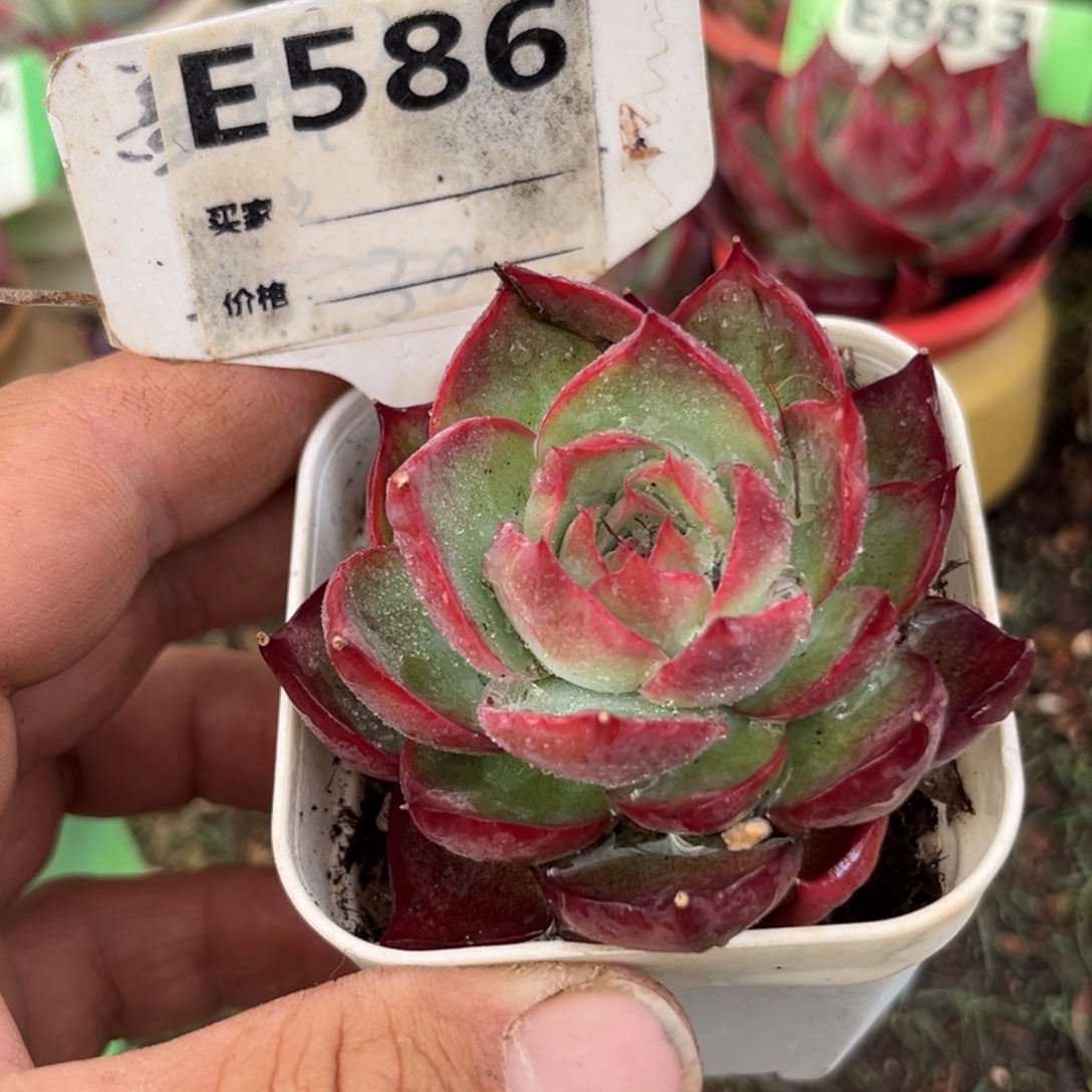 惊鸿一瞥586号多肉