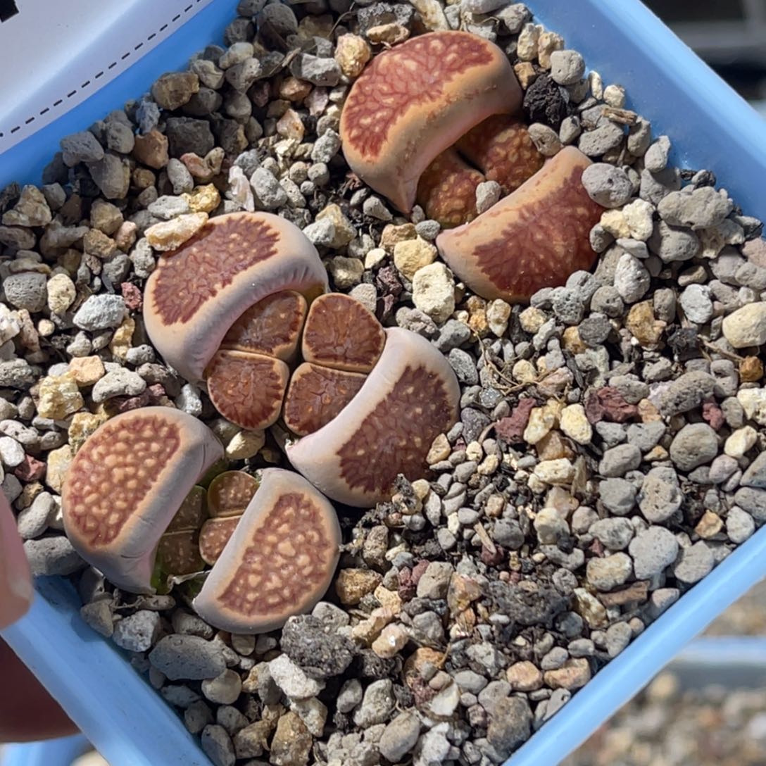 7166菊3颗岛田红窗菊