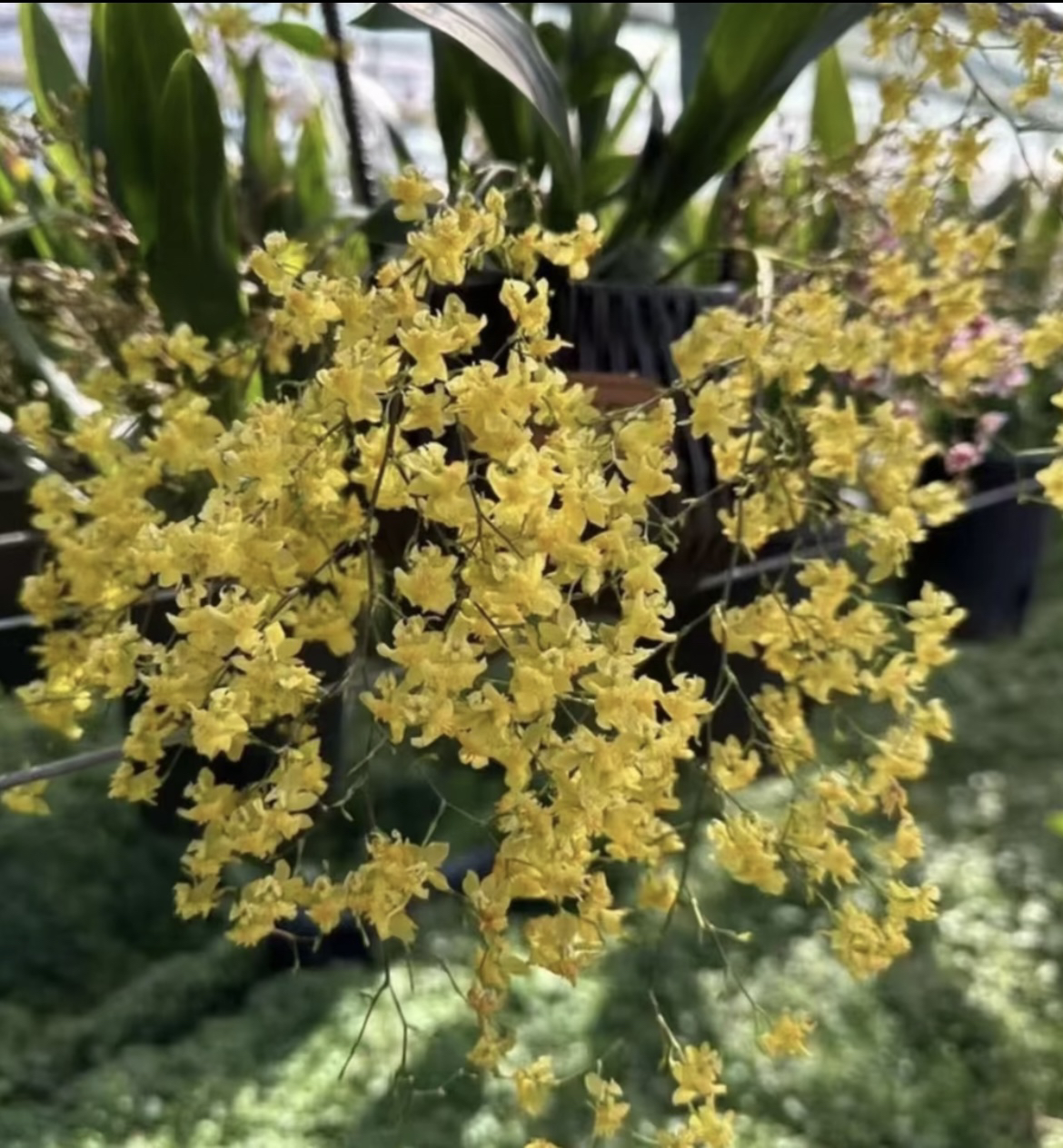 黄色梦香兰 开花带香味  花期长 带花苞