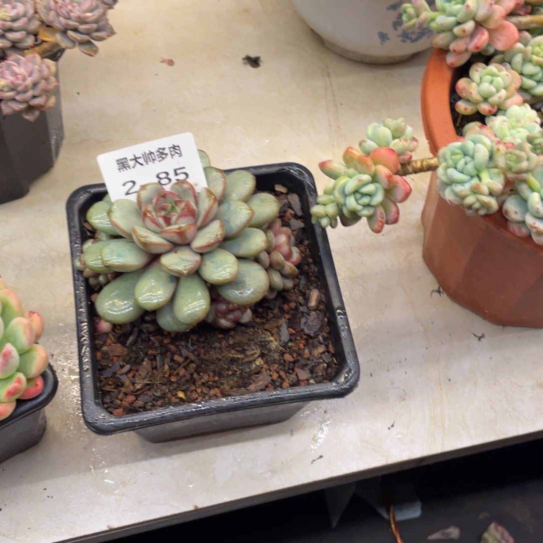 草****?黑大帅多肉2.85葡萄 