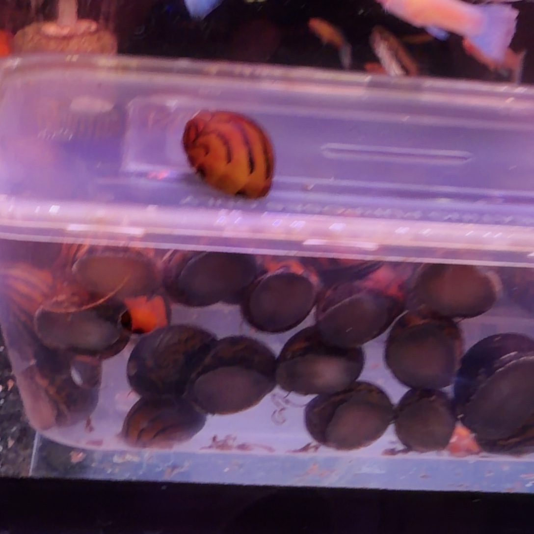 鱼蟹虾斑马螺5只(3送2备损)