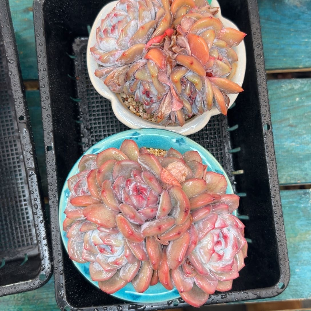 多肉一物一拍0126-19