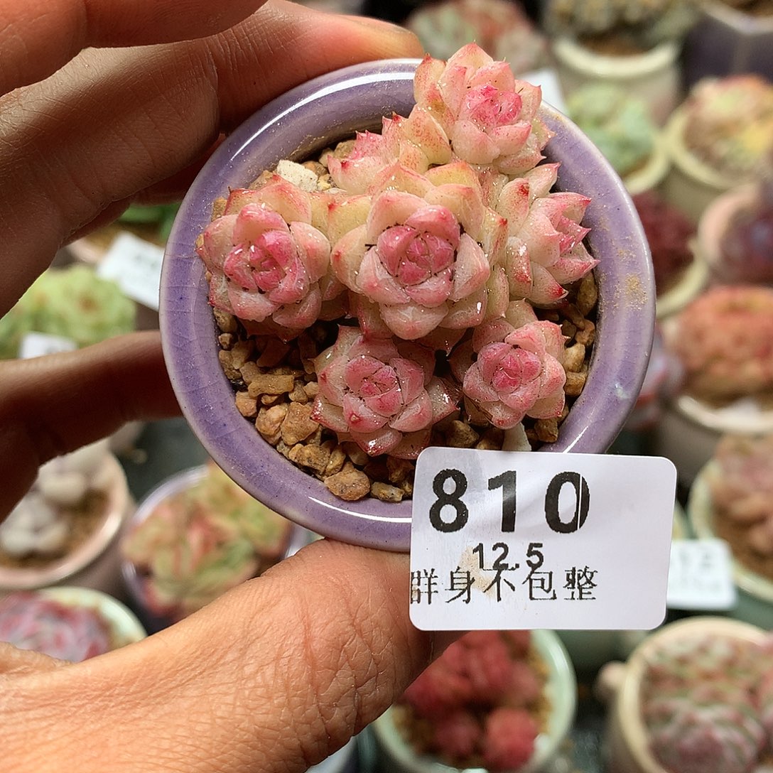 精控拇指盆12.5810