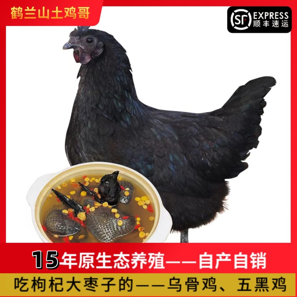 【土鸡哥】原生态放养乌骨鸡现宰老母鸡月子鸡发顺丰 包冰率不含冰