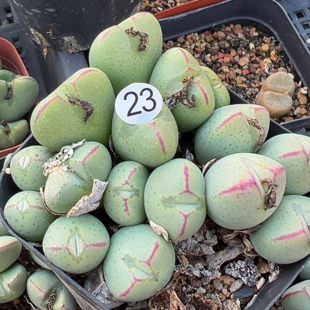 多肉植物1111111111111111