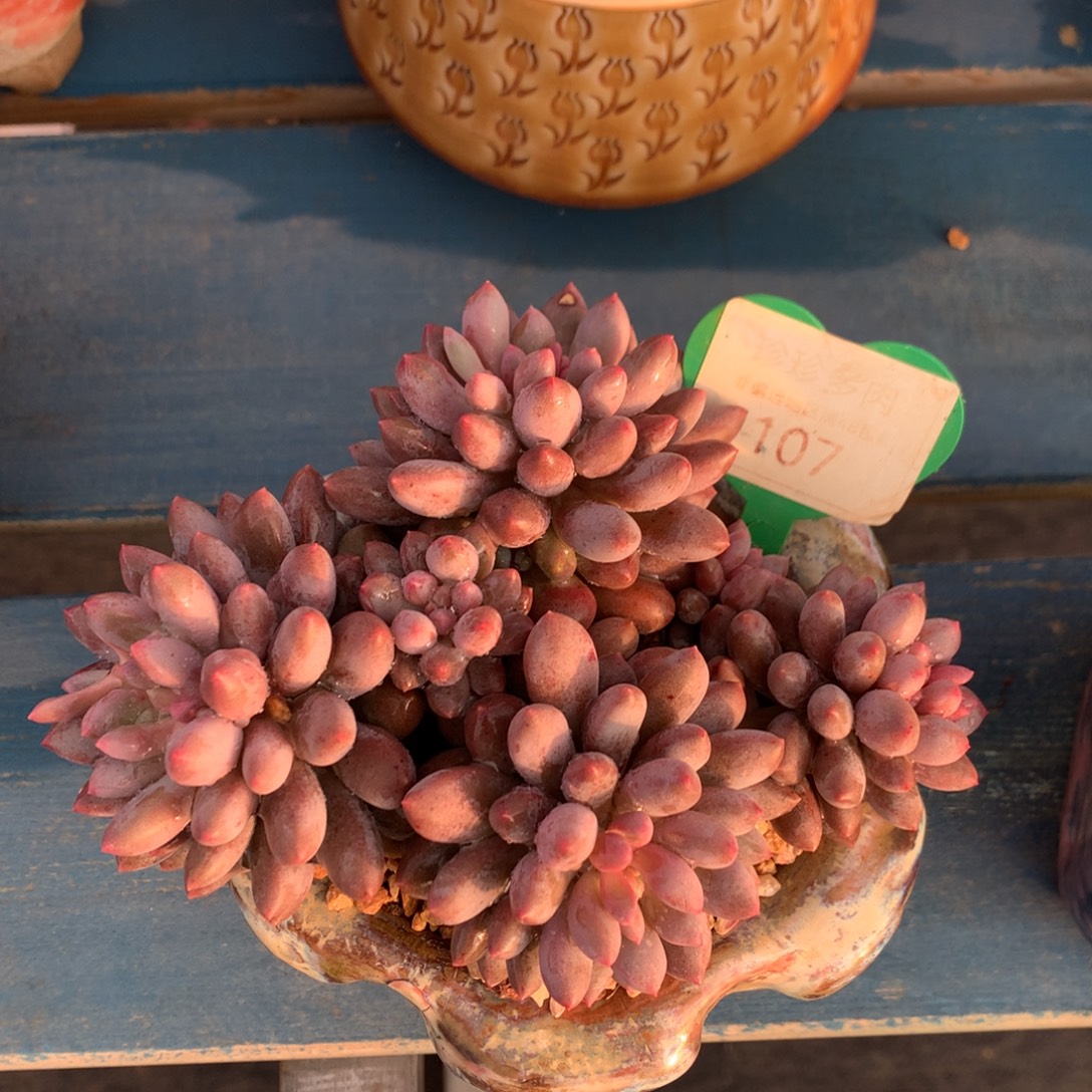 蓝精灵无砍平头107