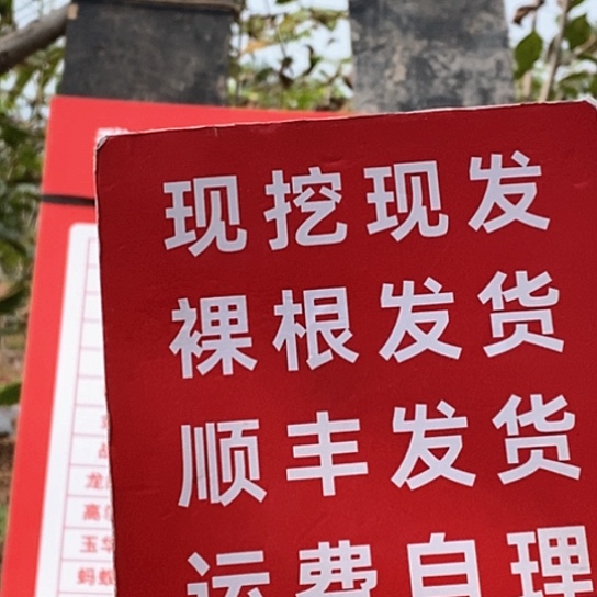 R***S吊坠文玩核桃南疆石