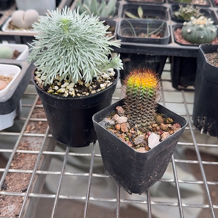 真***珍组合2颗仙人球组合