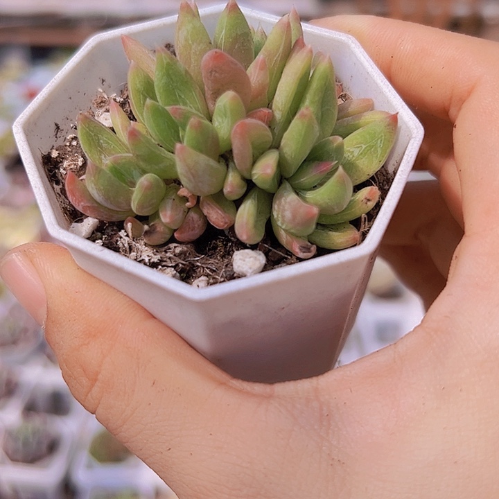 炫彩星群19包邮多肉植物