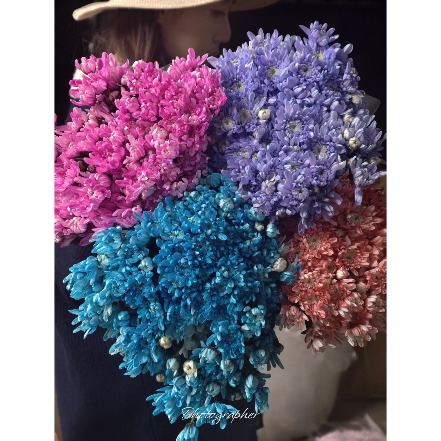 A级稀有莲花小雏菊