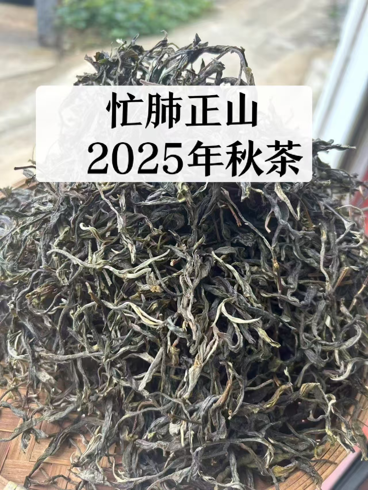 2025年忙肺正山秋茶  生茶