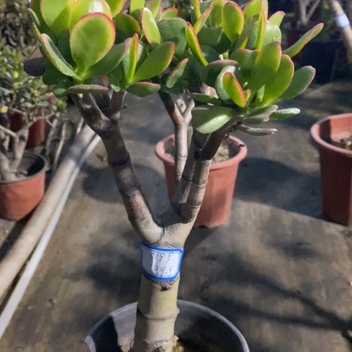 黄金花月一物一拍