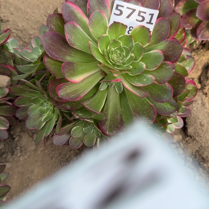 5751二号棚粉花妖o