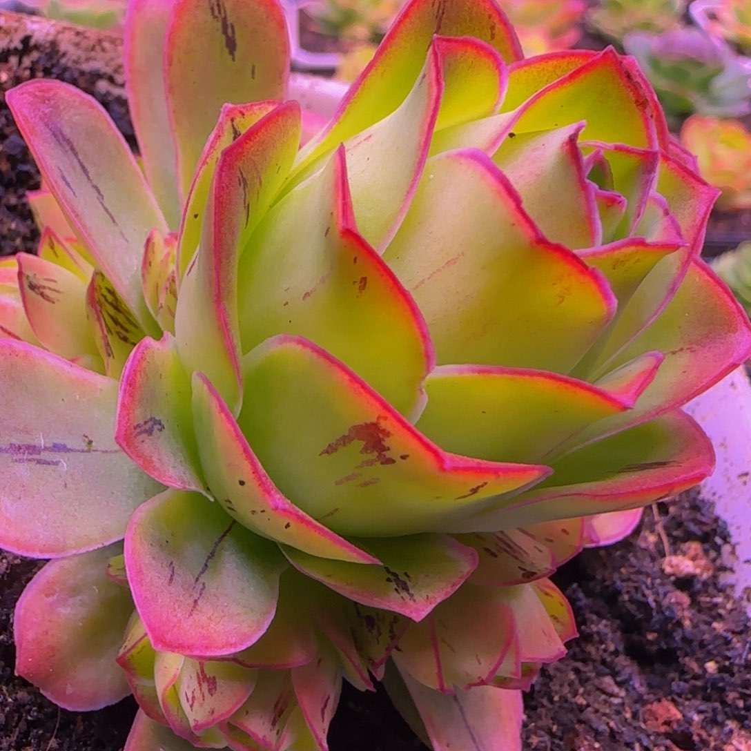 捧花玫瑰131342437686868683